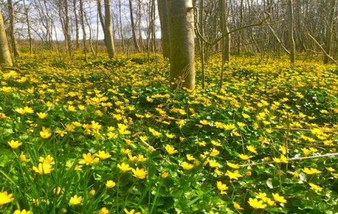 Terryland Forest Park Blue Route Galway National Park City